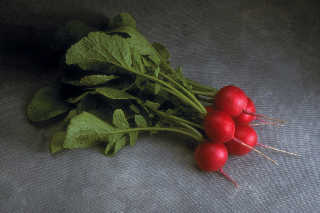 Radish - Scarlet Globe - Whitwam Organics