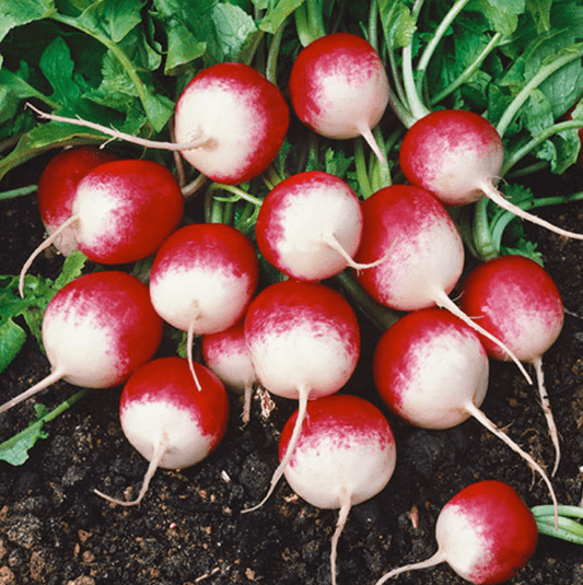 Radish - Sparkler White - Whitwam Organics