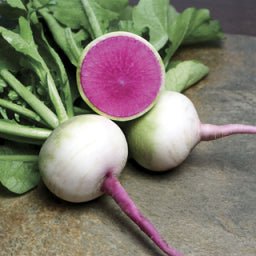 Radish - Watermelon radish/ Mantanghong Beauty Heart - Whitwam Organics