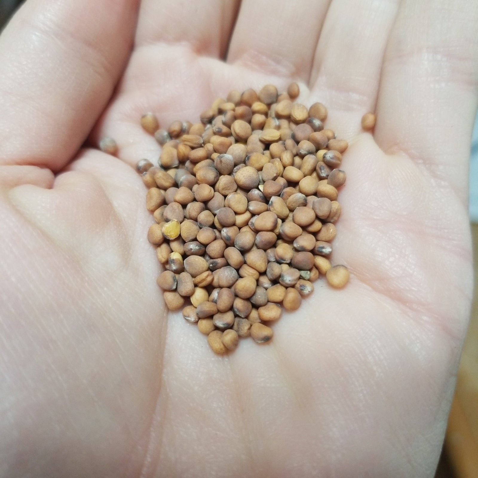 Radish - Watermelon radish/ Mantanghong Beauty Heart - Whitwam Organics