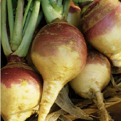 Rutabaga-American Purple Top