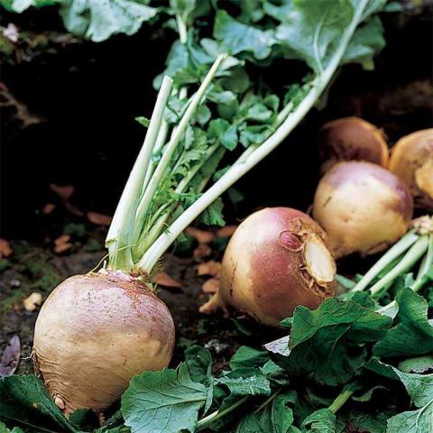 Rutabaga - American Purple Top - Whitwam Organics