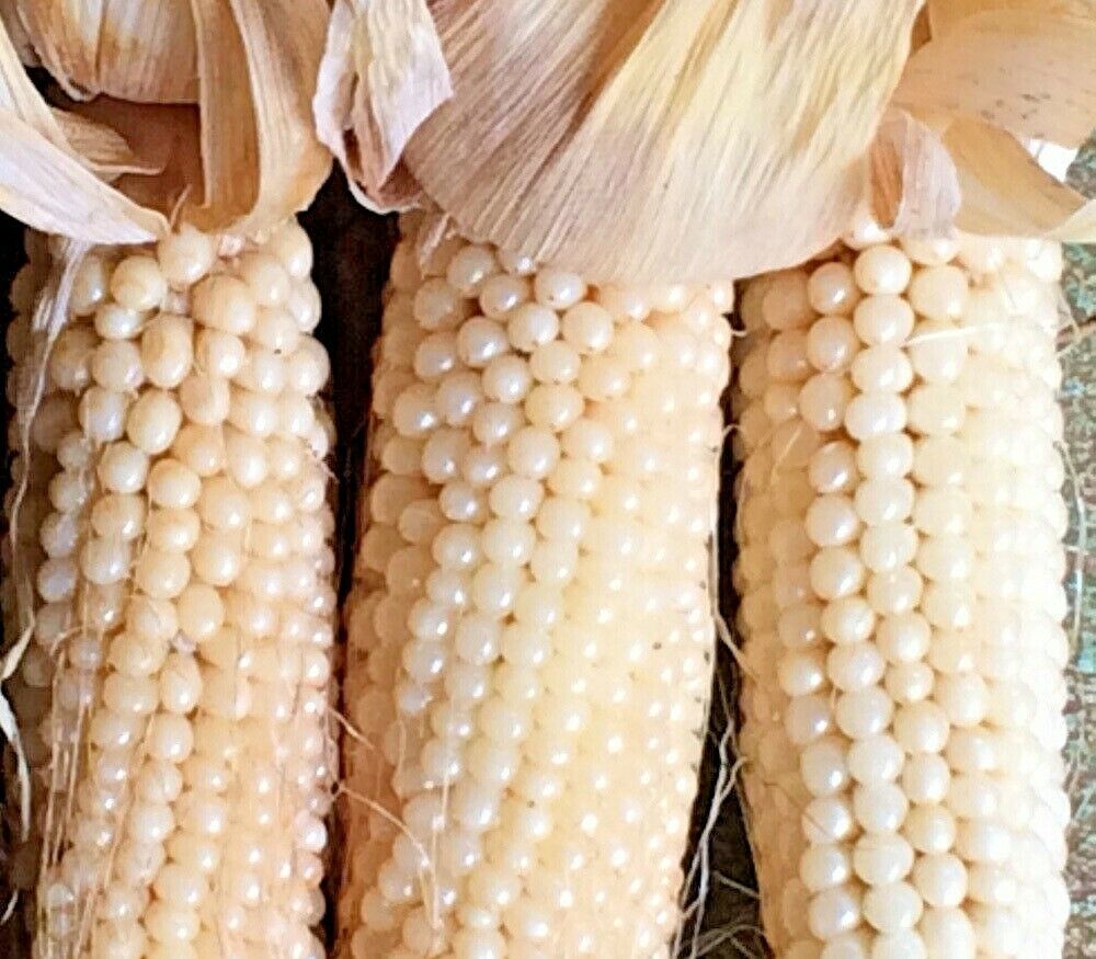 Corn- White Japanese Hulless Popcorn- (Heirloom)