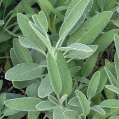 Sage - Broad Leaf - Whitwam Organics