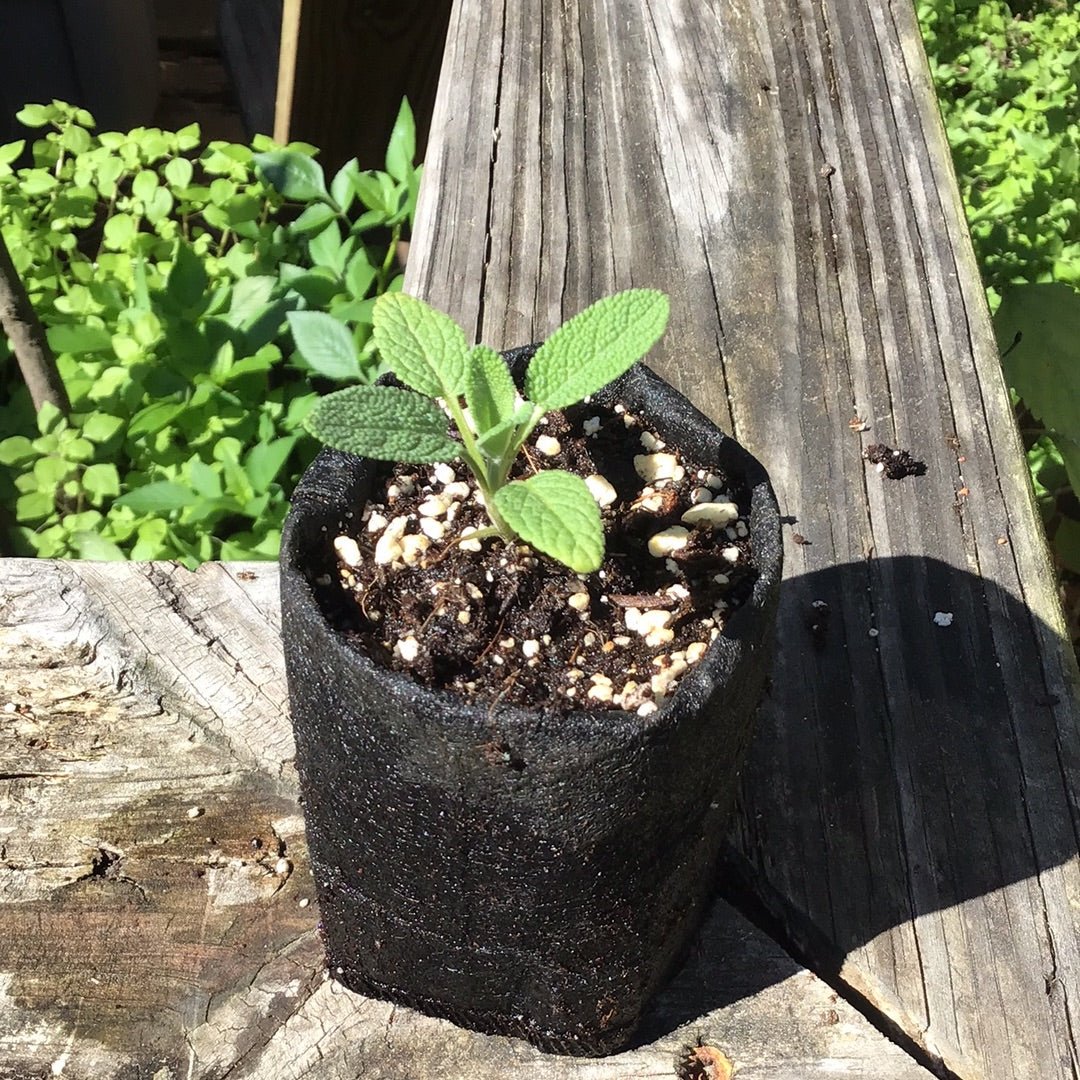 Sage - Broad Leaf - Whitwam Organics