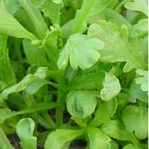 Salad Greens - Green Chrysanthemum Garland Round Leaved - Whitwam Organics