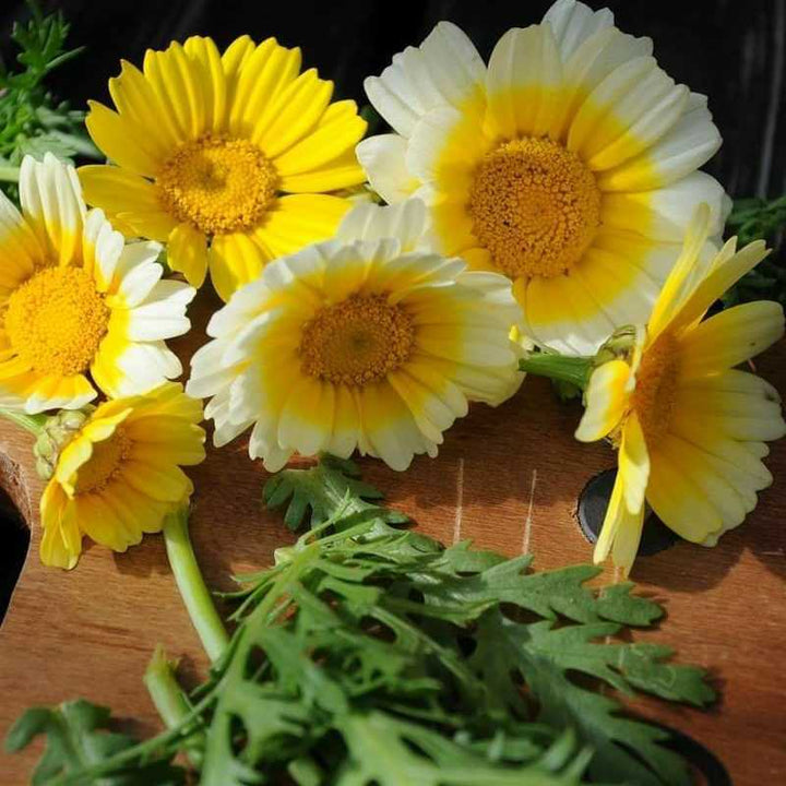 Salad Greens - Green Chrysanthemum Garland Round Leaved - Whitwam Organics
