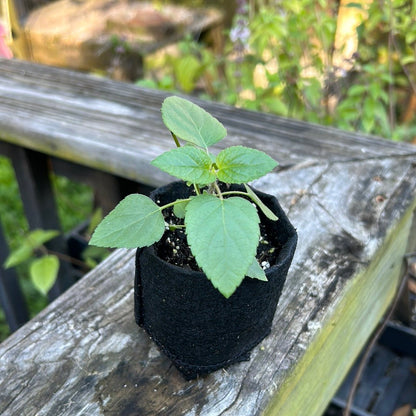 Salvia - Tropical Salvia (Scarlet Sage) (Florida Native) - Whitwam Organics
