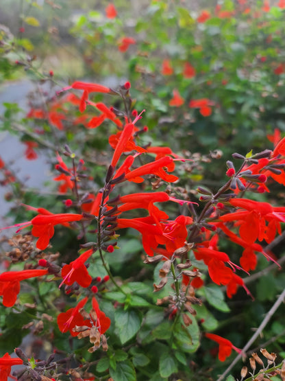 Salvia - Tropical Salvia (Scarlet Sage) (Florida Native) - Whitwam Organics