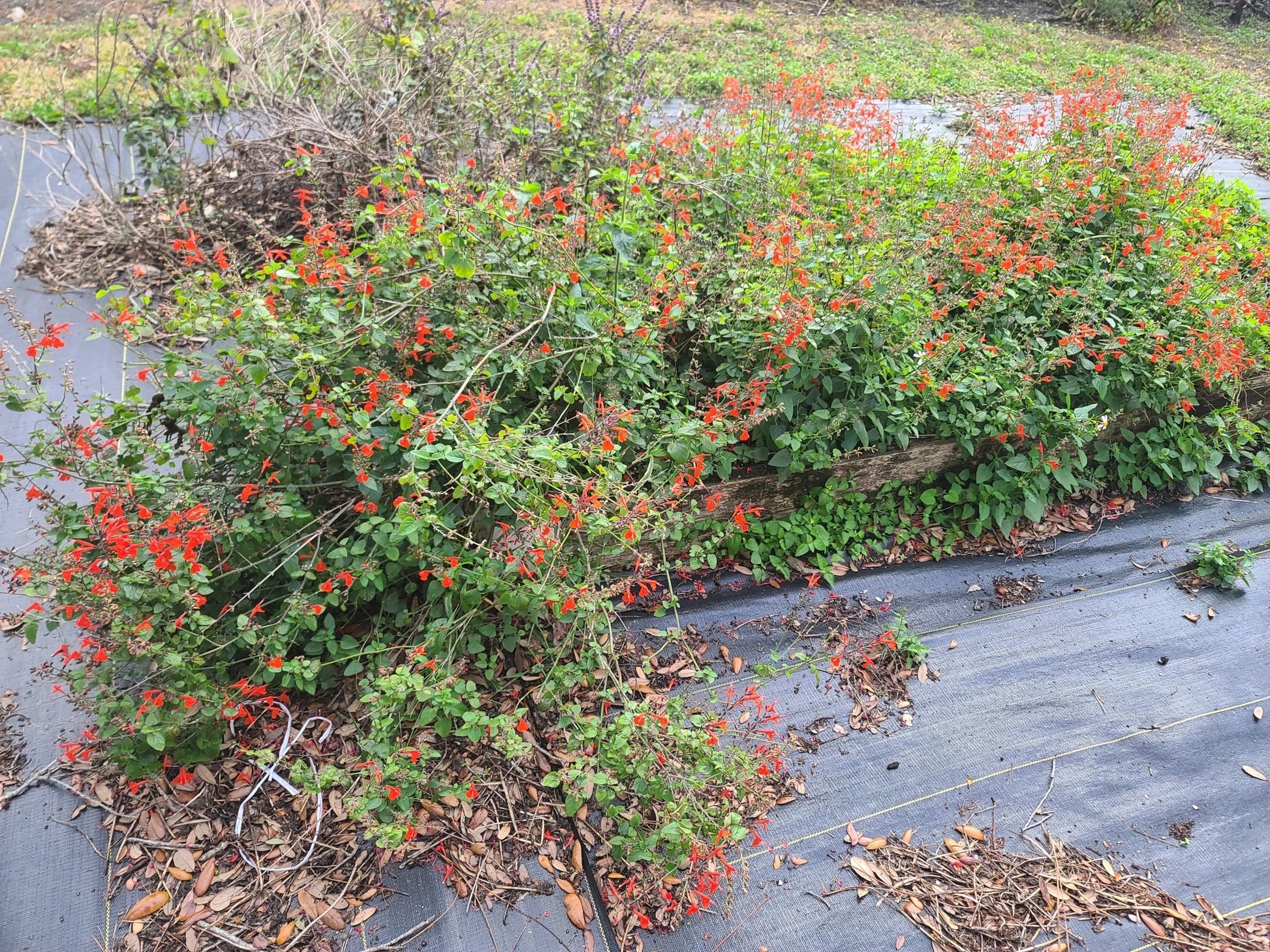 Salvia - Tropical Salvia (Scarlet Sage) (Florida Native) - Whitwam Organics