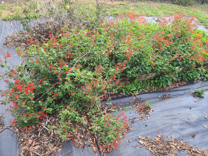 Salvia - Tropical Salvia (Scarlet Sage) (Florida Native) - Whitwam Organics