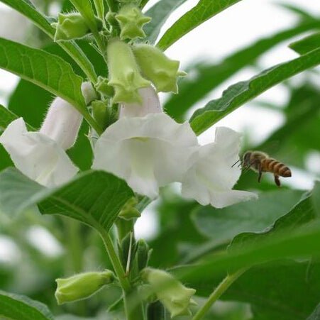 Sesame - Black Seed - Whitwam Organics