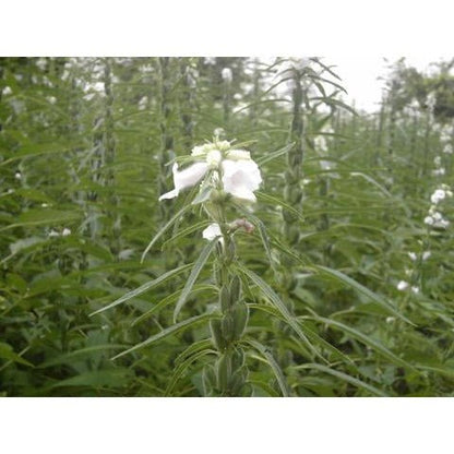 where to buy sesame seeds to plant Sesame-White Seed – Whitwam Organics