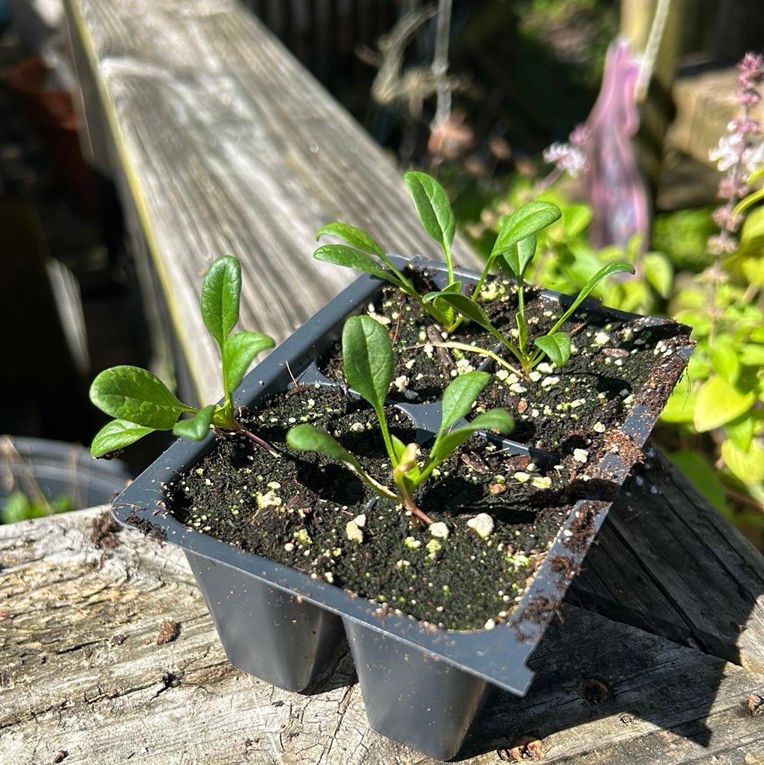 Spinach - Bloomsdale - Whitwam Organics
