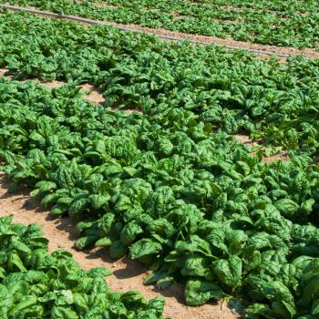 Spinach - Bloomsdale - Whitwam Organics