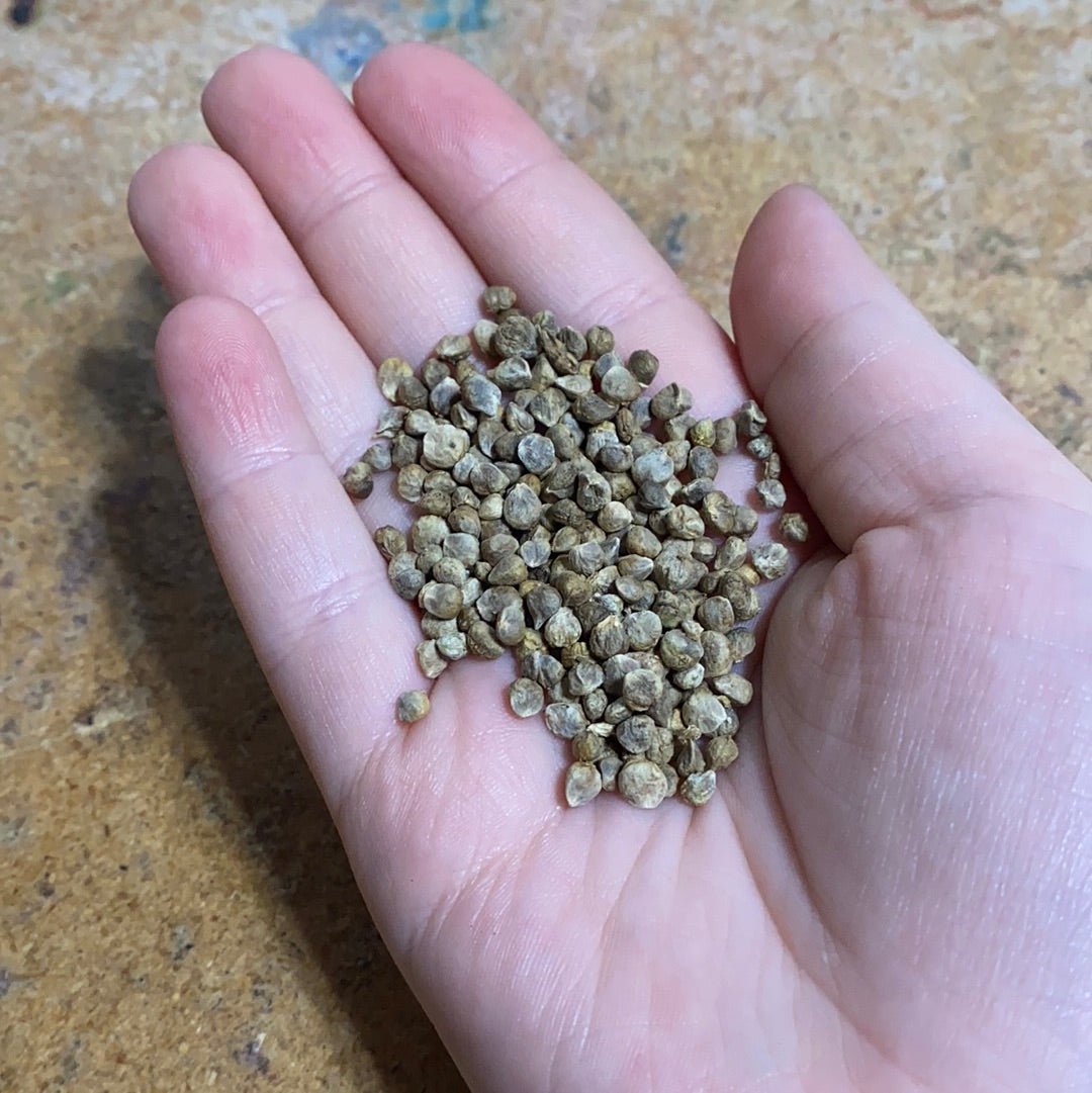 Spinach - Giant Nobel (Heirloom) - Whitwam Organics