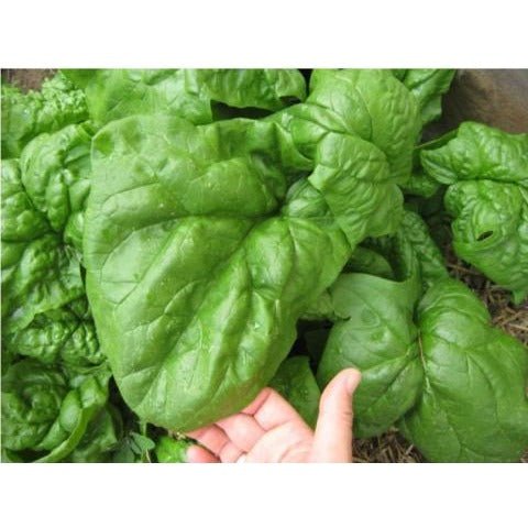 Spinach - Giant Nobel (Heirloom) - Whitwam Organics