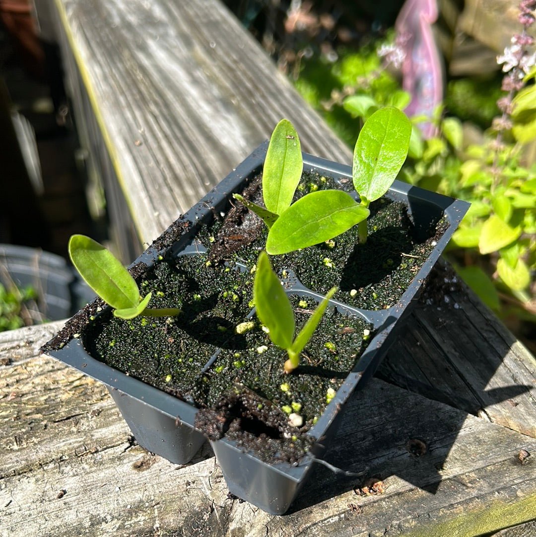 Spinach - Malabar Large Leaf Green Stem - Whitwam Organics