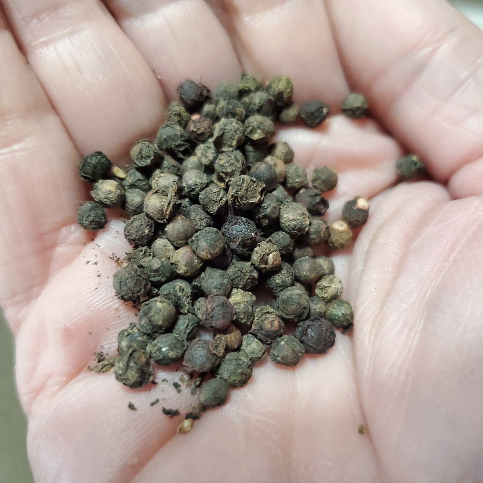 Spinach - Malabar Large Leaf Green Stem - Whitwam Organics