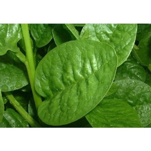 Spinach - Malabar Large Leaf Green Stem - Whitwam Organics