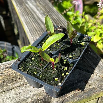 Spinach - Malabar Red Stem - Whitwam Organics