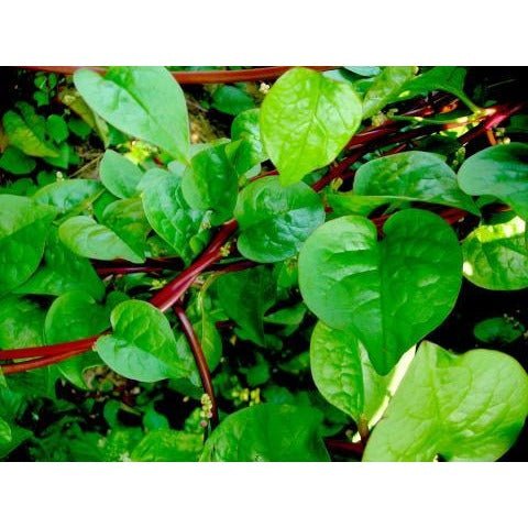 Spinach - Malabar Red Stem - Whitwam Organics