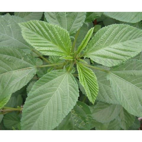 Spinach - Molokhia Egyptian - Whitwam Organics