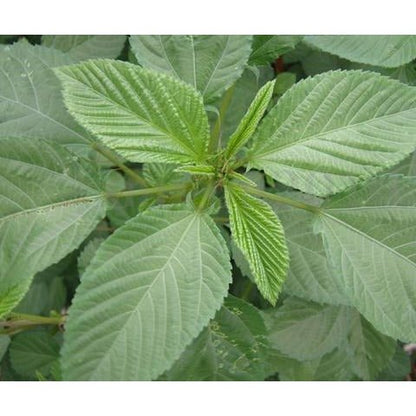 Spinach - Molokhia Egyptian - Whitwam Organics