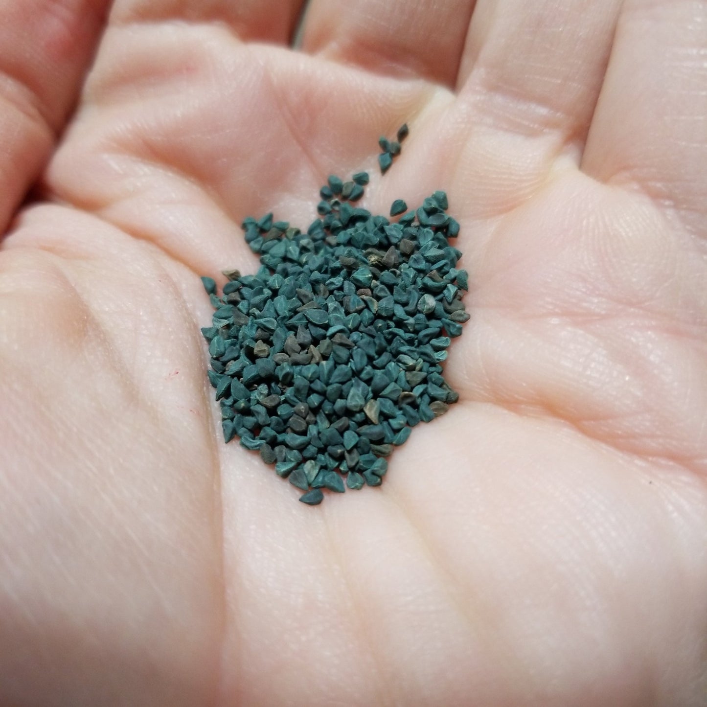 Spinach - Molokhia Egyptian - Whitwam Organics