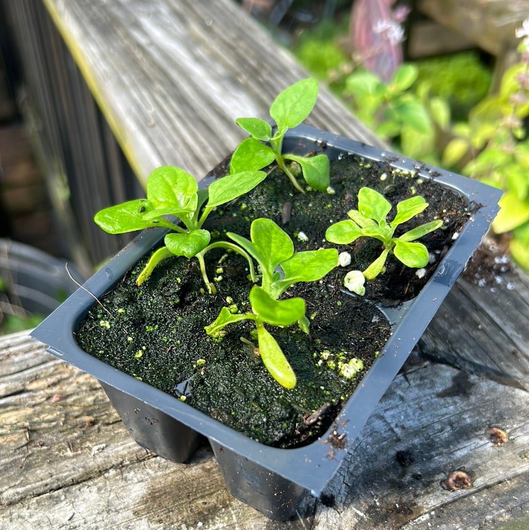 Spinach - New Zealand - Whitwam Organics