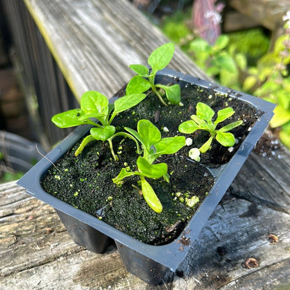 Spinach - New Zealand - Whitwam Organics