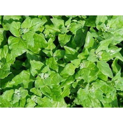 Spinach - New Zealand - Whitwam Organics