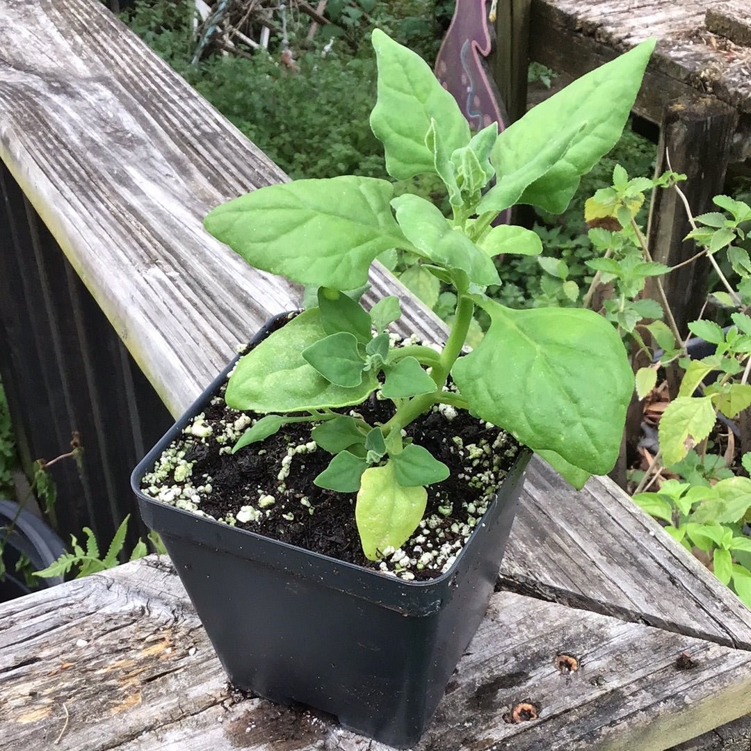 Spinach - New Zealand - Whitwam Organics