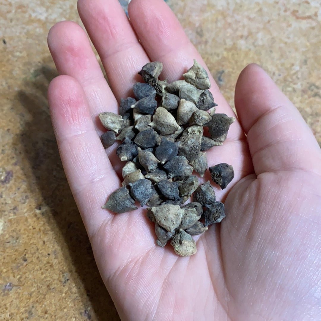 Spinach - New Zealand - Whitwam Organics