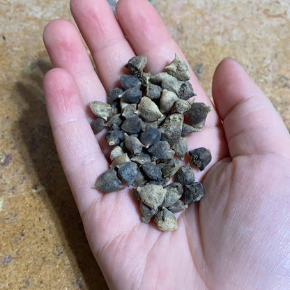 Spinach - New Zealand - Whitwam Organics