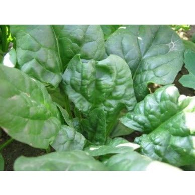 Spinach - Viroflay - Whitwam Organics