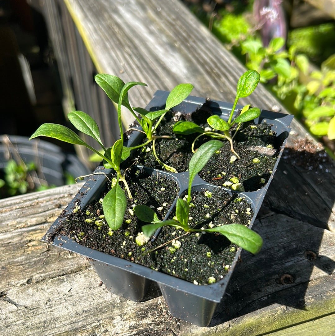 Spinach - Viroflay - Whitwam Organics