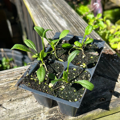 Spinach - Viroflay - Whitwam Organics