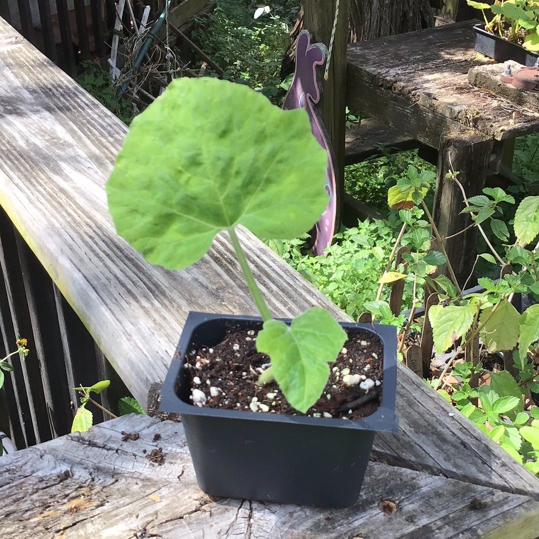 Squash - Aehobak Korean - Whitwam Organics