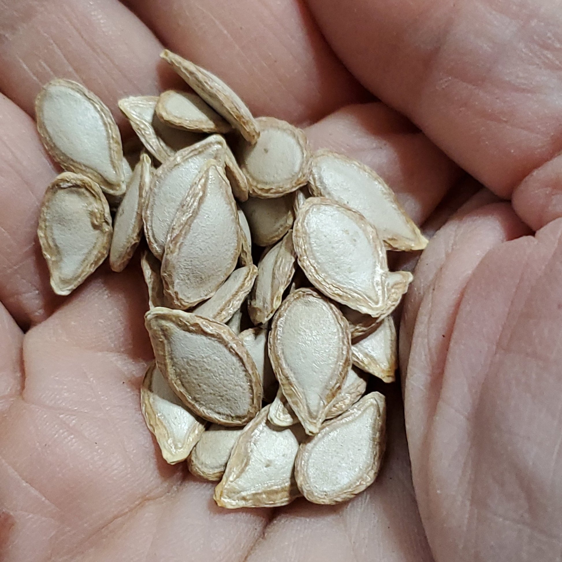 Squash - Butterscotch PMR Butternut - Whitwam Organics