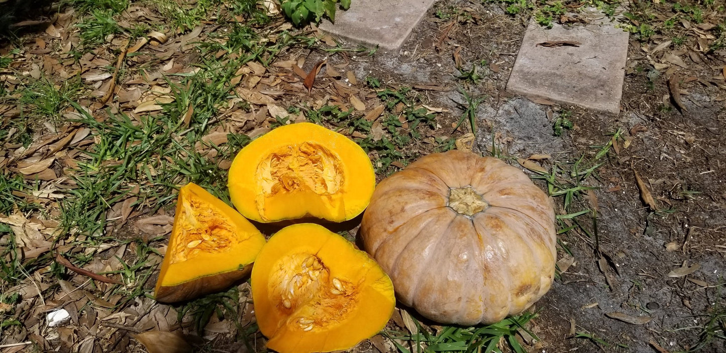Squash - Calabaza Tropical Pumpkin - Whitwam Organics