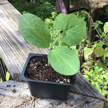 Squash - Calabaza Tropical Pumpkin - Whitwam Organics