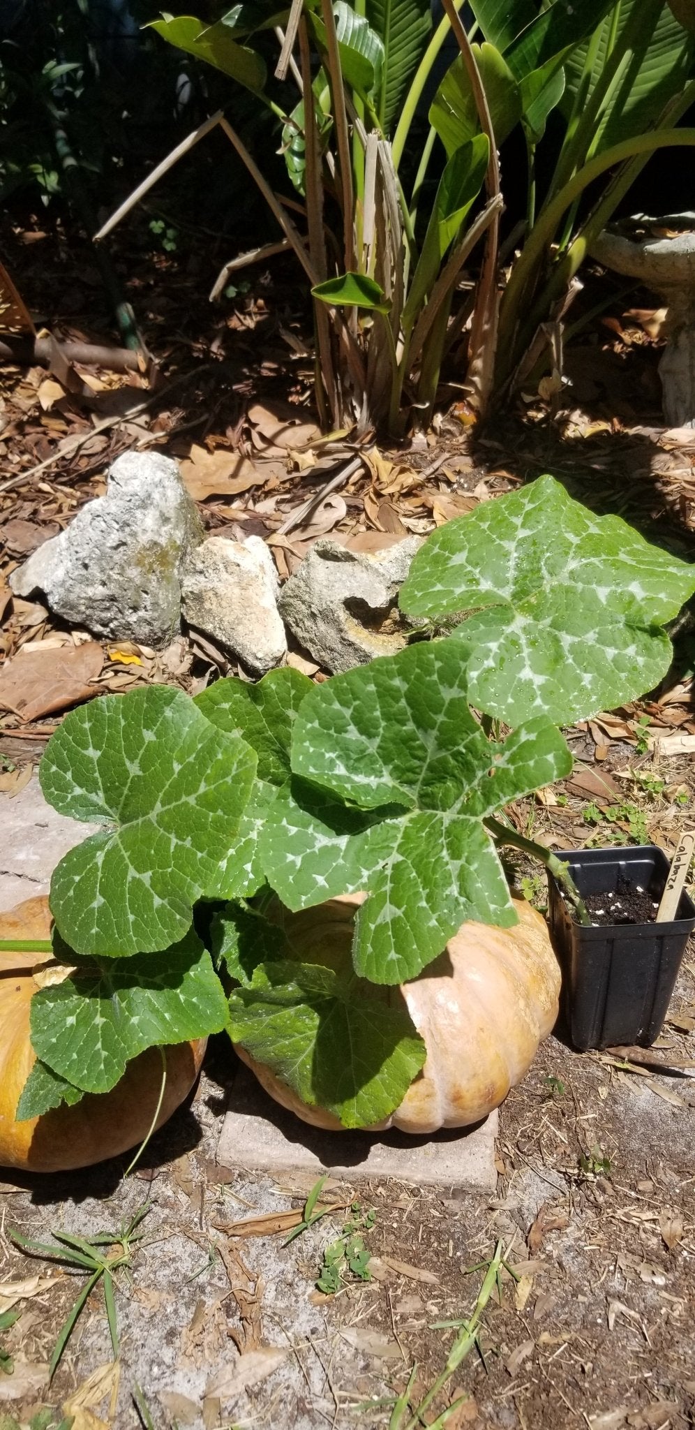 Squash - Calabaza Tropical Pumpkin - Whitwam Organics