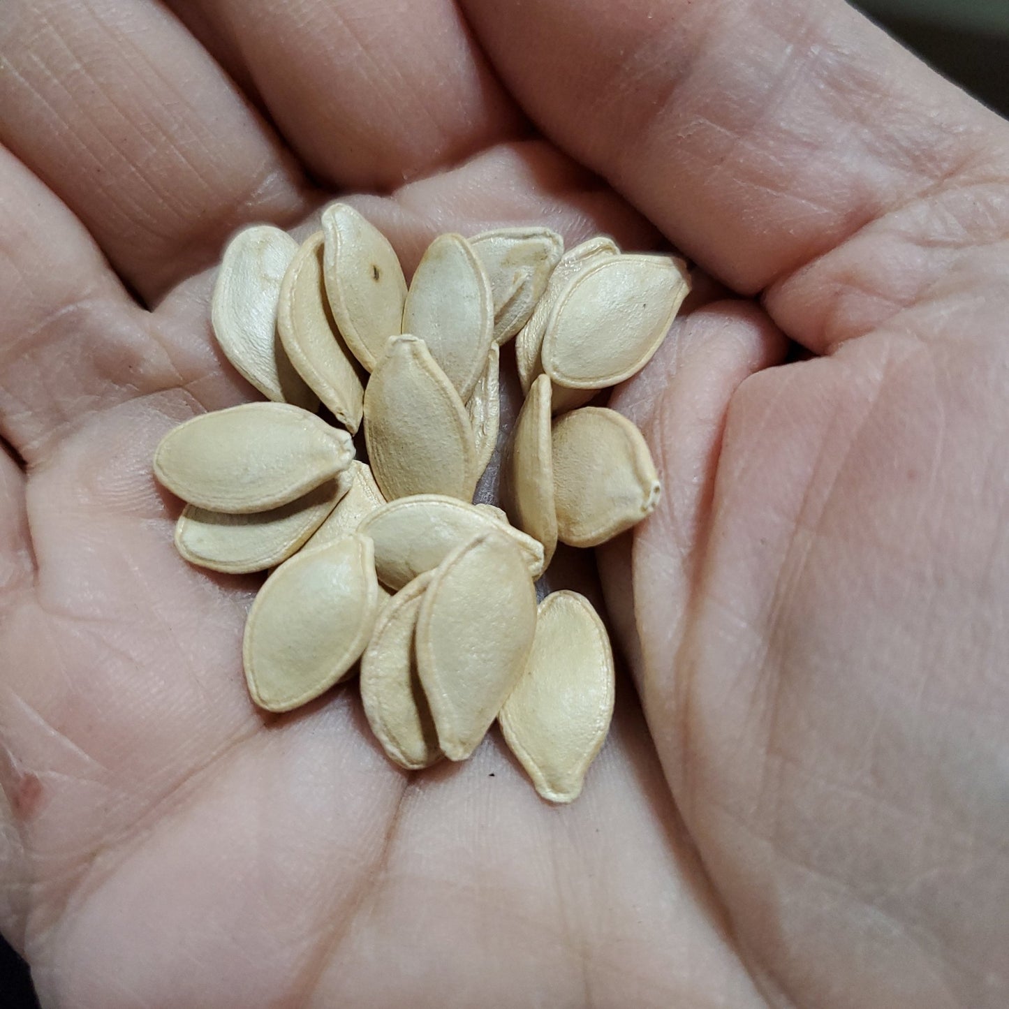 Squash - PMR Yellow Squash - Whitwam Organics