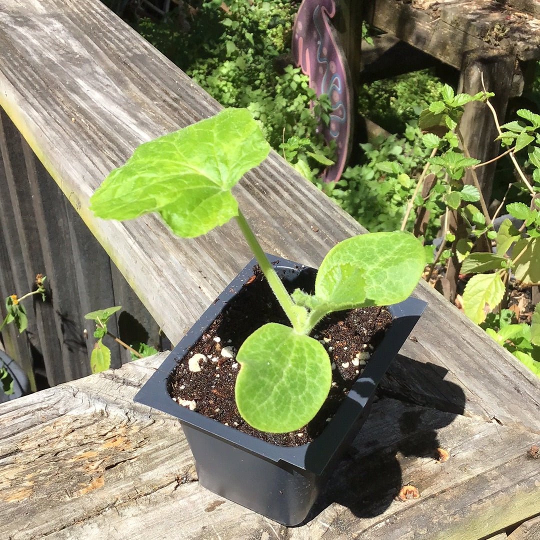 Squash - PMR Yellow Squash - Whitwam Organics