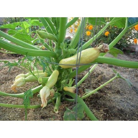 Squash - PMR Yellow Squash - Whitwam Organics