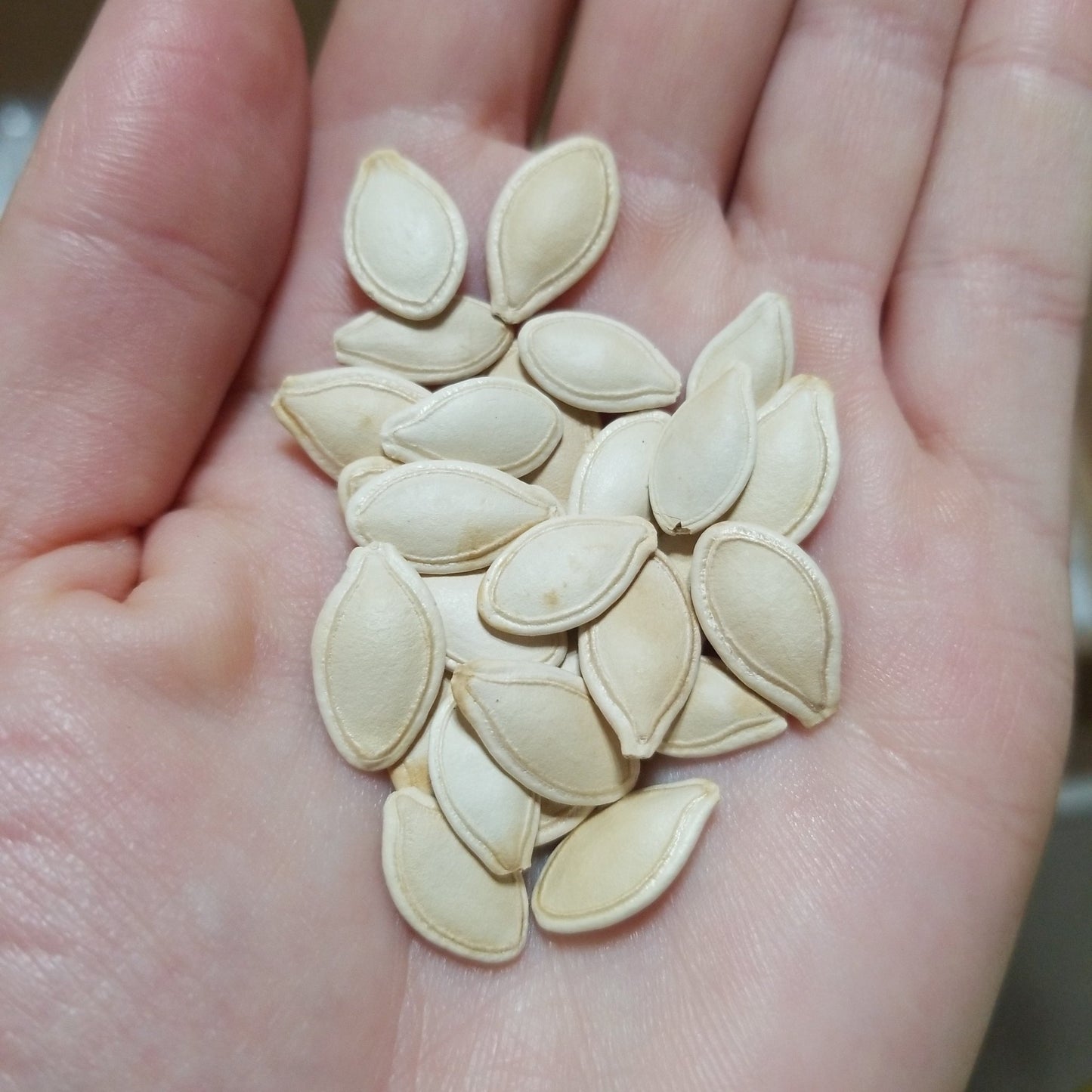 Squash - Tatume - Whitwam Organics