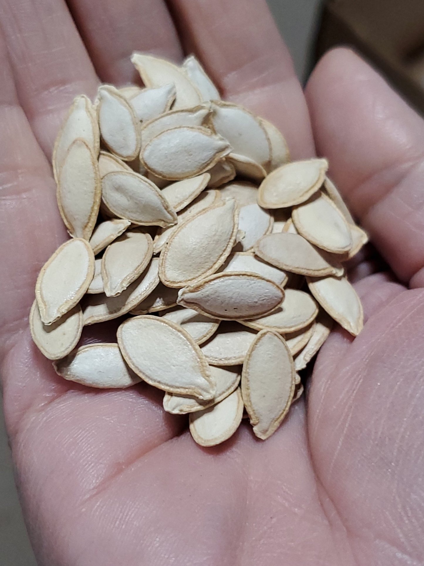 Squash - Teot Bat Put Avocado - Whitwam Organics