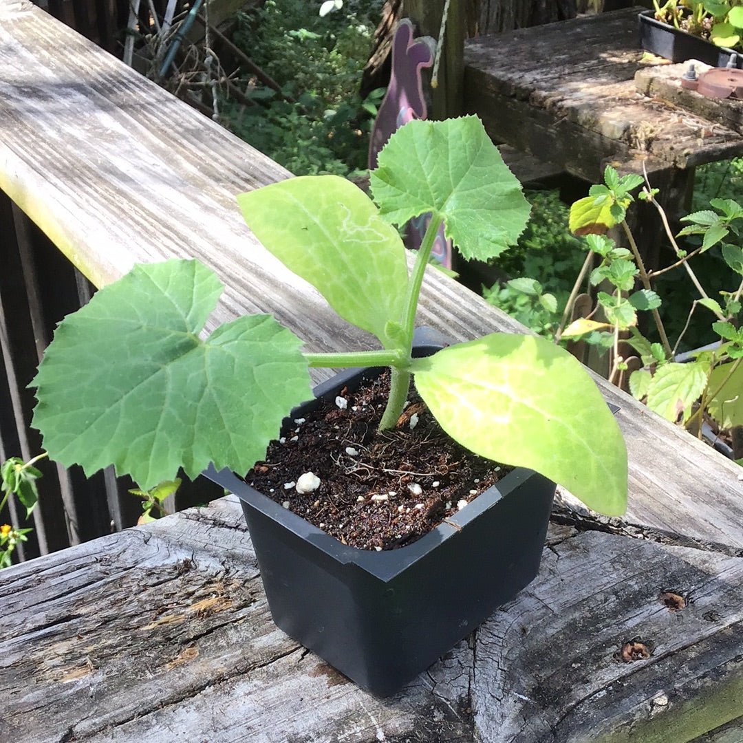 Squash - Zucchini Desert (F1) Powdery Mildew Resistant - Whitwam Organics