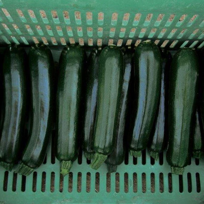 Squash - Zucchini Desert (F1) Powdery Mildew Resistant - Whitwam Organics